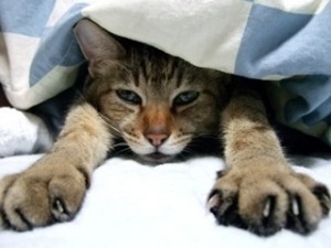 寒くて布団からでれない猫